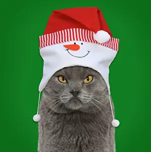 Snowman: Chartreux Cat