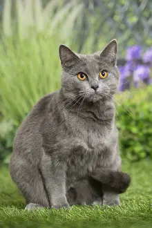 240517: Chartreux Cat