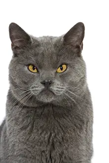 Grumpy: Chartreux Cat