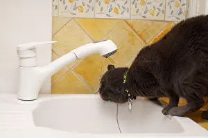 Daily: Chartreux Cat drinking water from the kitchen faucet
