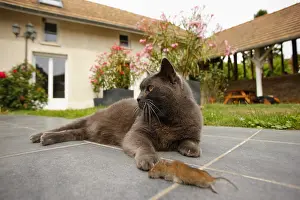 Musculus: Chartreux cat (Felis catus domesticus) lying on