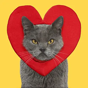Grumpy: Chartreux Cat, looking unhappy, grumpy, wearing