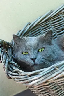 Materials: Chartreux cat resting in a basket on a garden terrace