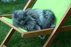 Chairs: Chartreux cat resting on deckchair in a garden