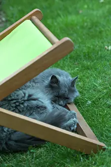 Chairs: Chartreux cat resting under a deckchair in a garden