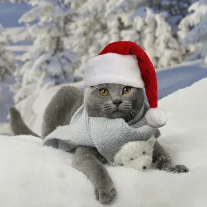 Scarves: Chartreux cat wearing Christmas hat and scarf