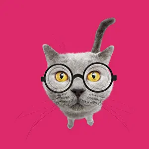 Intelligence: Chartreux Cat wearing glasses