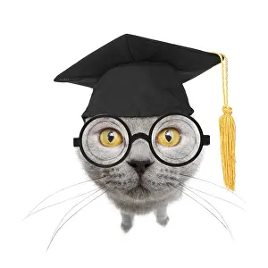 Intelligence: Chartreux Cat wearing glasses and Mortar board