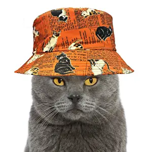 Grumpy: Chartreux Cat wearing an orange floppy cat hat