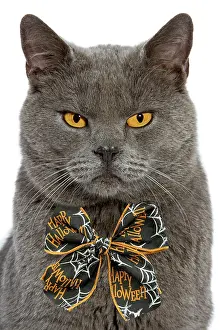 Bows: Chartreux Cat wearing an orange Halloween bow tie
