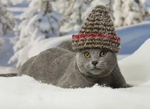 Wooly: Chartreux cat in winter snow