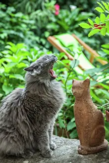 Sculptures: Chartreux cat yawning on a garden terrace