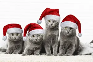 140319: Chartreux Cats wearing Christmas hats