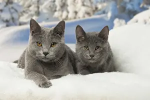 Fake: Chartreux cats in winter snow