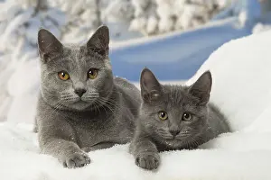 Fake: Chartreux cats in winter snow
