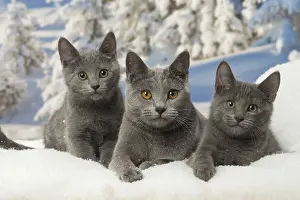 Fake: Chartreux cats in winter snow