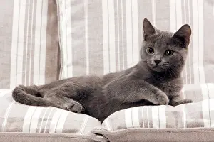 Sofas: Chartreux Kitten