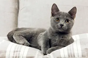 Sofas: Chartreux Kitten