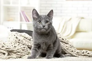 310118: Chartreux kitten indoors