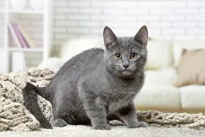 310118: Chartreux kitten indoors