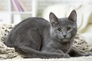 310118: Chartreux kitten indoors