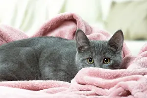 310118: Chartreux kitten indoors