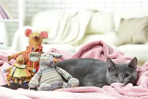 310118: Chartreux kitten indoors