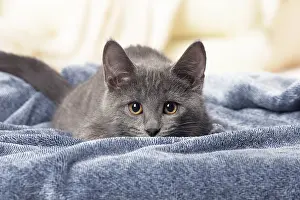 310118: Chartreux kitten indoors