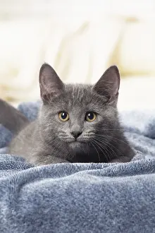 310118: Chartreux kitten indoors