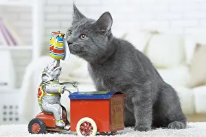 310118: Chartreux kitten indoors