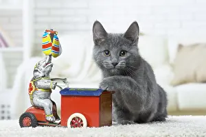 310118: Chartreux kitten indoors