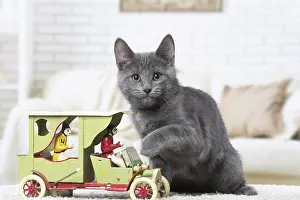 310118: Chartreux kitten indoors