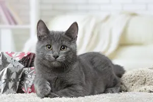 310118: Chartreux kitten indoors