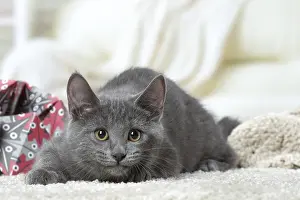 310118: Chartreux kitten indoors