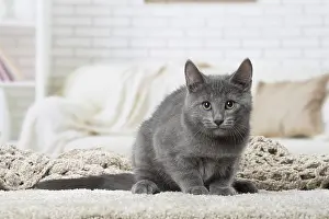 310118: Chartreux kitten indoors