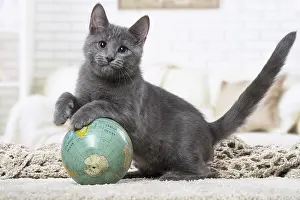 310118: Chartreux kitten indoors