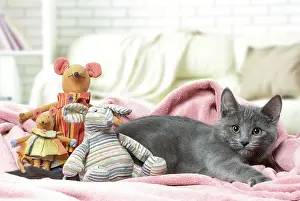 310118: Chartreux kitten indoors