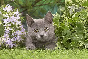 150518: Chartreux kitten outside in the garden