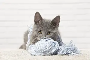 310118: Chartreux kitten playing with wool