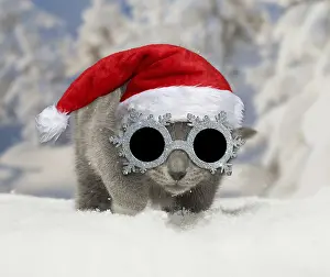 161018: Chartreux kitten wearing Christmas in winter snow