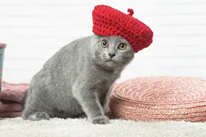Knitted: Chartreux kitten wearing a hat indoors