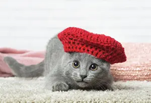 Knitted: Chartreux kitten wearing a hat indoors
