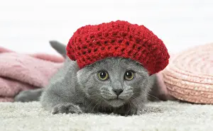 Knitted: Chartreux kitten wearing a hat indoors