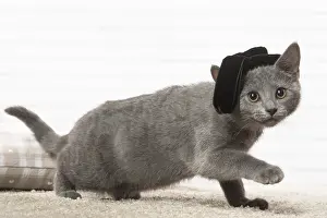 310118: Chartreux kitten wearing a hat indoors