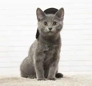 310118: Chartreux kitten wearing a hat indoors