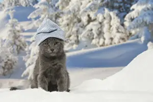 Fake: Chartreux kitten in winter snow