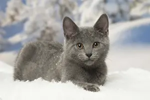 Fake: Chartreux kitten in winter snow