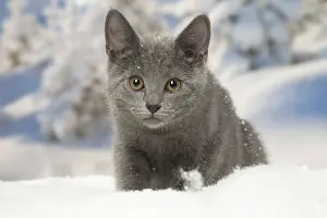 Fake: Chartreux kitten in winter snow