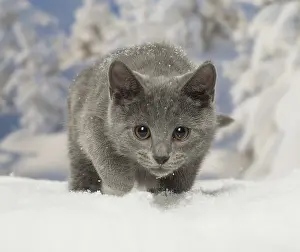 Fake: Chartreux kitten in winter snow