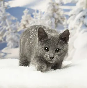 Fake: Chartreux kitten in winter snow